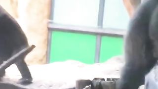 Funny Monkey Viral Video