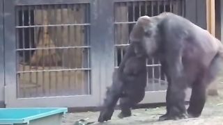 Funny Monkey Viral Video