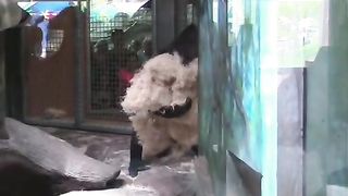 Funny Monkey Viral Video