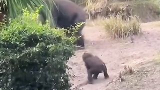 Funny Monkey Viral Video