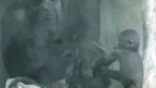 Funny Monkey Viral Video