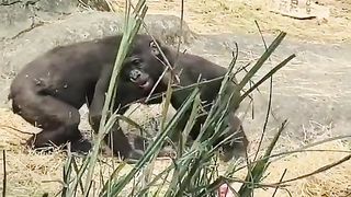 Funny Monkey Viral Video