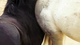 Horses fighting - animal kingdom