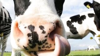 Fakta unik sapi #sapi #faktasapi #cow #faktahewan