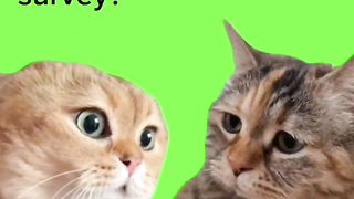 TWO CATS TalKING