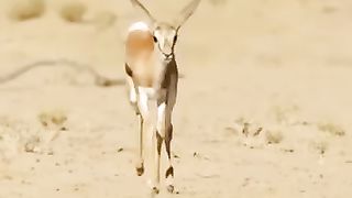 Cute Deer Dancing #viral