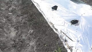 Pemasangan mulsa untuk menanam cabe
