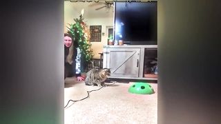 Funny Cat And Dog Compilation 8