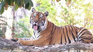 Tiger and leopard - animal kingdom
