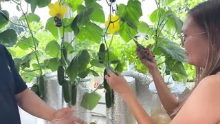 How to Grow Cucumber in Plastic Bottles using Kratky Method + Aeration _ Nars Adriano