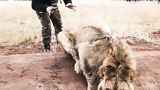 Haha lol lion