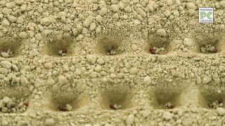 ফুলকপির রাজ্য রাজবাড়ী __ Panorama Documentary.