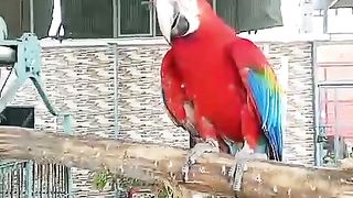 Pet is very beautiful bird ????