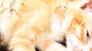 Cats 369