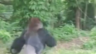 Funny Monkey Viral Video