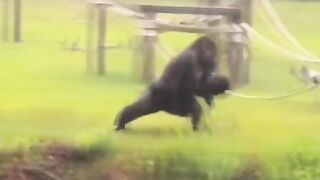 Funny Monkey Viral Video