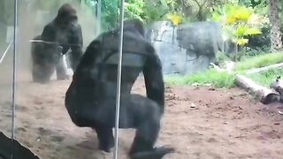 Funny Monkey Viral Video