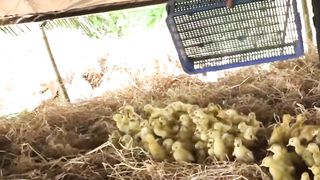 Duck _ Nuôi Vịt Con còn Nhỏ Đến Đẻ Trứng Chạy đồng _ Nông Dân Mlog