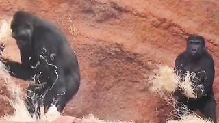 Funny Monkey Viral Video