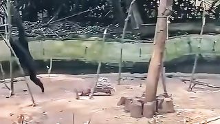 Funny Monkey Viral Video