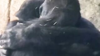 Funny Monkey Viral Video