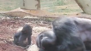 Funny Monkey Viral Video