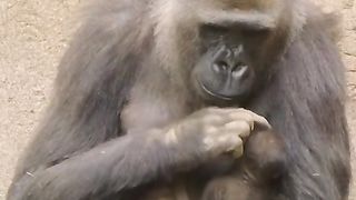 Funny Monkey Viral Video