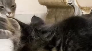 ????A rescued kitten was stalked while trying to approach an older cat????????