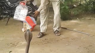 Snake video