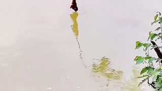 Funny Monkey Viral Video