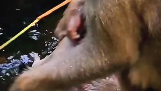 Monkey mother bathes her child very roughly