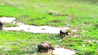 Amazing videos vol 462