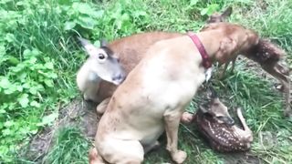 Оленёнок-сирота вырос рядом с собакой, а спустя годы она привела к нему своих ол.