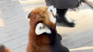 Funny Panda Viral Video