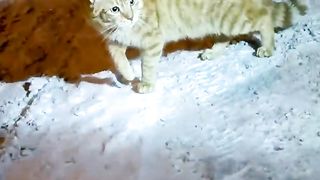 У котов свои дела.