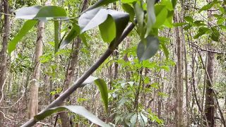 Primitive Technology_ Cane Water Filter_Siphon.
