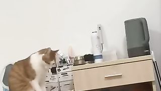 ???? Коты - великие и могучие! ???? Смешное видео с котами и котятами