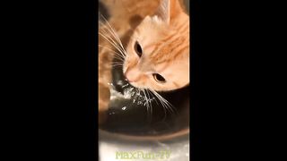 ???? Funny video with animals and people!