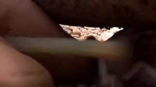 Лесные Животные, Которых Лучше Не Трогать.