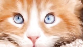 LOVELY CUTE ???? KITTENS???? VIDEO .