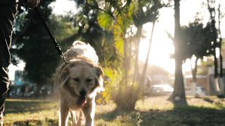 Walking at the park
