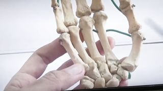 PHALANGE'S -  BONES OF HAND-  ھاتھ کی ھڈیاں -  عظام المشط الید