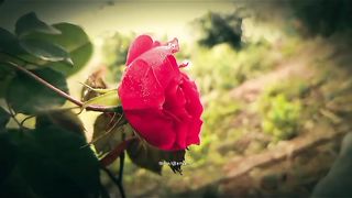 Flowering beauty