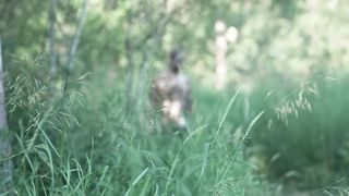 The Ultimate Primitive SURVIVAL BOW Cable Backed Bow Build.