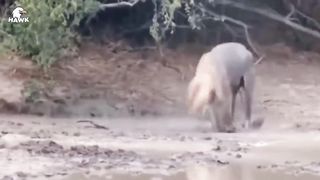 30 Moments When A Lion Got Lost In A Snake's Den And Received A Painful End _ Wi