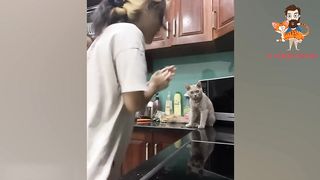 ПРИКОЛЫ С КОТАМИ! с озвучкой! Смешные котики и собачки! САМЫЕ смешные животные.