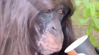 funny videos of Pja