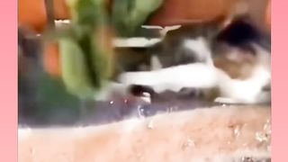 funny videos of Pja
