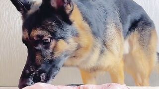 German shepherd