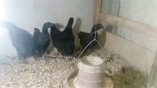 The blackie and not the whitee